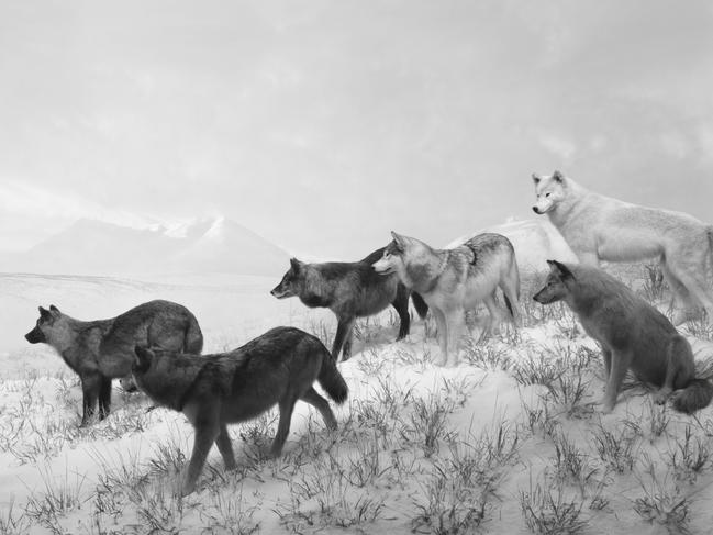 Hiroshi Sugimoto diorama with wolves, from Hiroshi Sugimoto: Time MachineMCA to 27 October