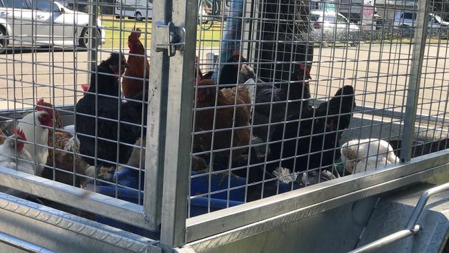 Chickens from a Sabarah farm which were transported by trailer to the Canungra show grounds as the bushfire raged.