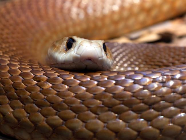 Close up of a Taipan's head and body - one of the most poisonous snakes in Australia.