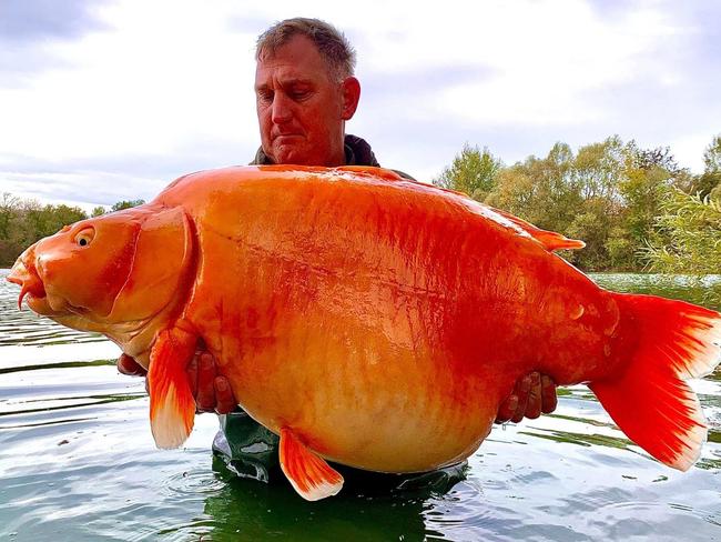 The Carrot tipped the scales at 30kg. Picture: Facebook/Bluewater Lakes