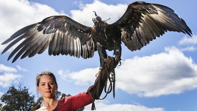 Jade Dickinson with Zorro, a wedge-tail eagle, at the Sheffield Medieval Festival. Picture: CHRIS KIDD