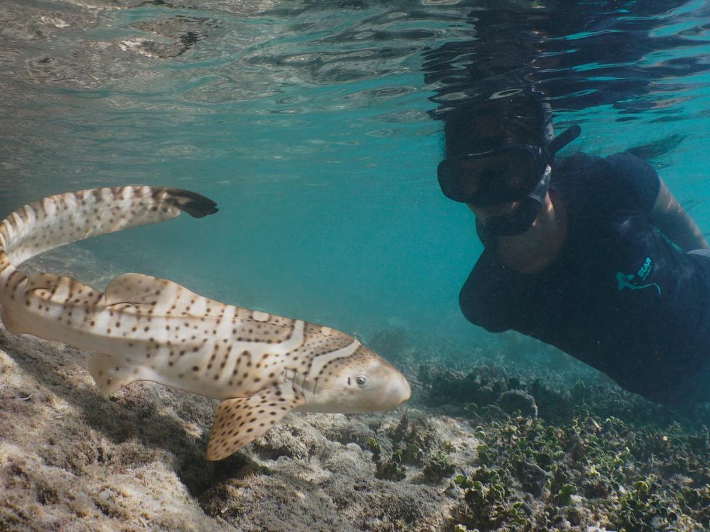 Project diver observes zebra shark "Audrey' in Wayag Lagoon post release - Picture: Indo Pacific Films