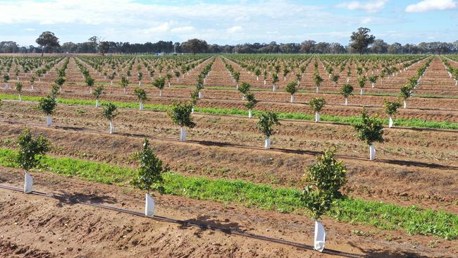 Orsida Citrus Orchard is owned by GoFARM Australia.