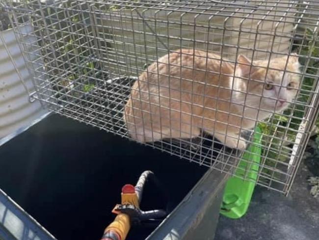 The photo of the trapped cat was posted on social media.