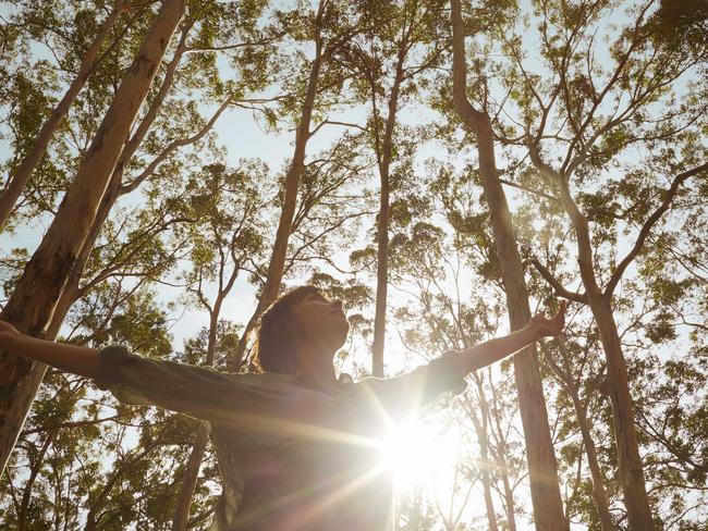 Karri trees in Boranup Forest, Western Australia. Picture: Tourism WA