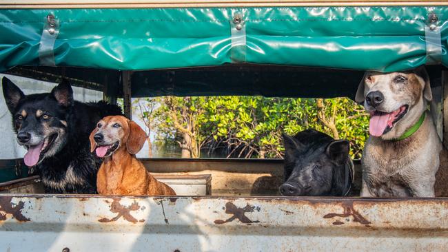 Coco, Collin, Pansy, and Gip in the back of Lance Portelli’s ute on their way to go fishing. Picture: Pema Tamang Pakhrin