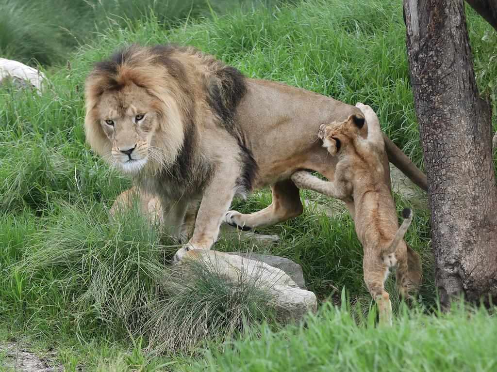 A spokeswoman also disclosed how Zoo staff risked their lives to search for two unaccounted-for school students in the zoo at the time.