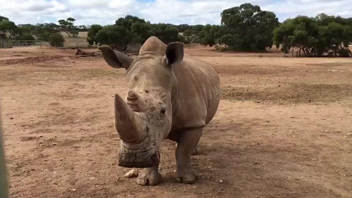 Rhinos mill in Tundu's enclosure