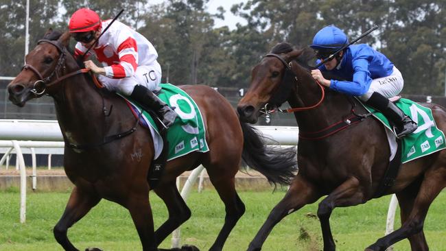 Way To The Stars can maintain his unbeaten first-up record at Albury. Picture: Grant Guy