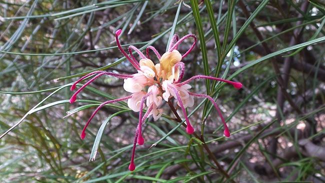 ‘People ooh and aah at the spectacular stuff that’s out in flower.’