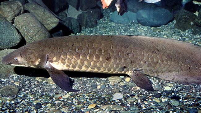OzFish Unlimited volunteers recently teamed up with Richmond Landcare in search of the elusive prehistoric lungfish which was sighted in northern NSW. Picture: OzFish