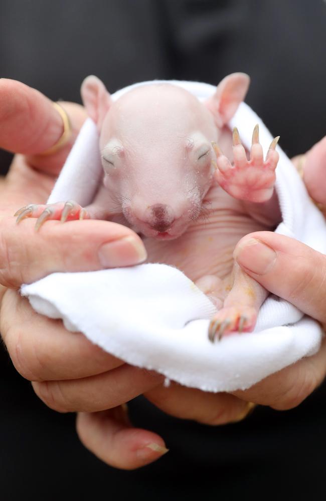 A tiny wombat joey being cared for by WIRES. Picture: Richard Dobson