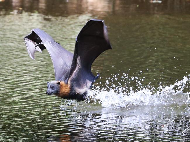 A grey-headed flying fox could suffer because of the tunnel. Picture: Bob Barker.