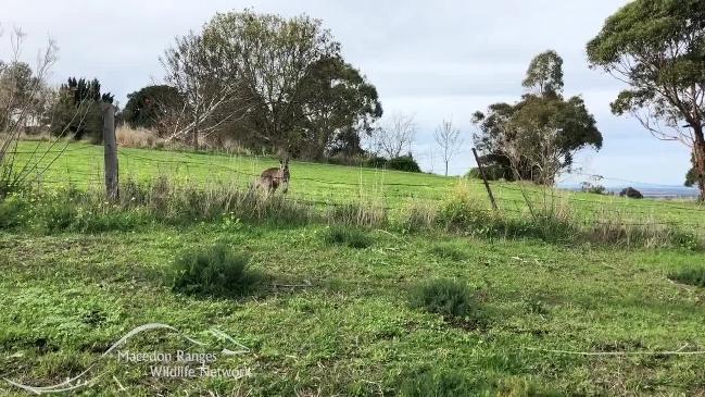 Kangaroos appear 'drunk' have been poisoned by toxic grass 