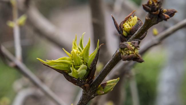 Ready to burst: Emerging buds of lilac are a sign that spring is almost here, but there are some jobs to tick off in the meantime. Picture: Fawcett Media