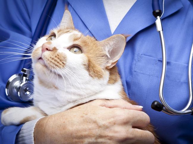 Generic photo of a cat and a vet. Picture: iStock