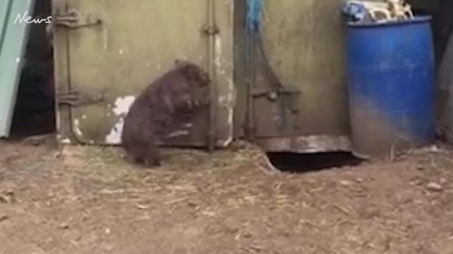 Wombat Mr Magoo helping himself to the feed shed at Cedar Creek Wombat Rescue