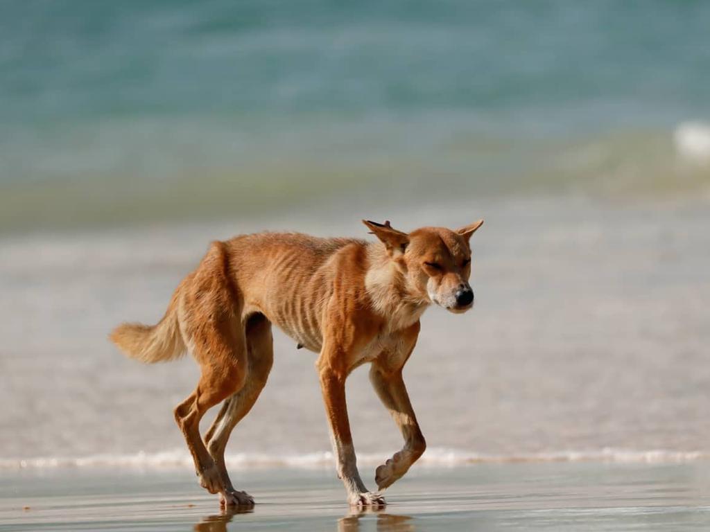 A dingo was involved in an incident this week.