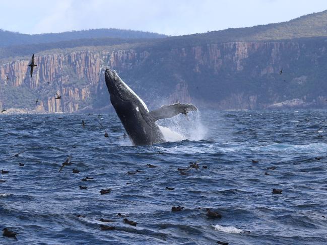 A whale wows passengers during one of the recent Pennicott Wilderness Journeys’ Tasman Island cruises. Picture: Pennicott Journeys skipper Drew Griffiths.