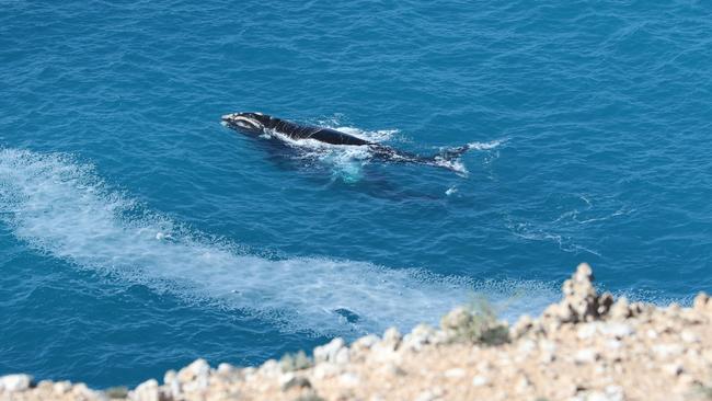 A whale spotted just off the edge of the Head of the Bight. Pictures: Andrew Brooks aboard Chinta Air plane.