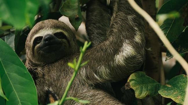 A sloth hangs loose. Picture: Matt Dutile.