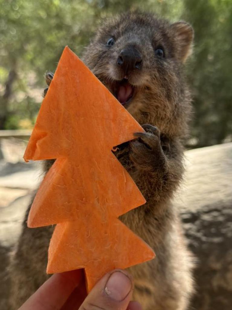 A quokka at Gorge Wildlife Park enjoys a xmas treat . Picture: Gorge Wildlife Park