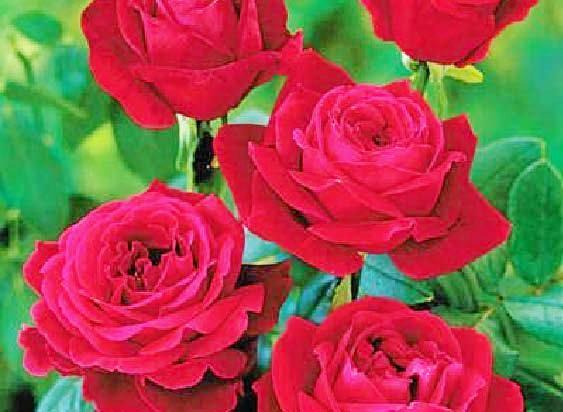 STOLEN: A red Mr Lincoln Rose potted with the buried ashes of a woman's husband has been stolen following a weekend garage sale. Picture: contributed