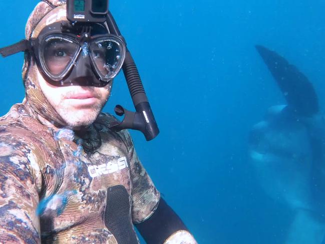 MAJESTIC: Dodges Ferry diver Chris Bakon has a close encounter with a three metre sunfish. Picture: Chris Bakon