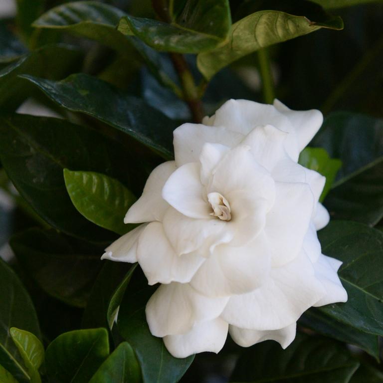 Gardenias are ideal to plant near entrances as the breeze blows the fragrance through your home.