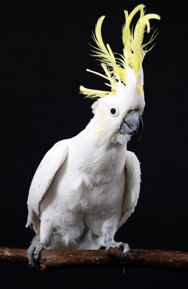 Ollie, a seventeen-year-old Sulphur-crested Cockatoo, has had many homes, but is now settled and happy at Mattys Sanctuary. Picture: Mark Stewart