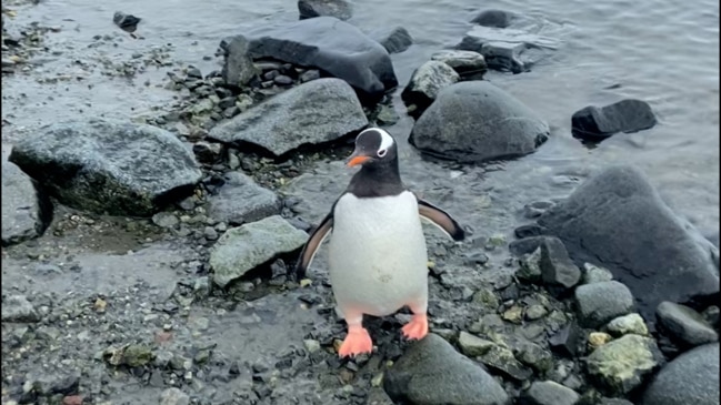 A voyage beneath Antarctic shores