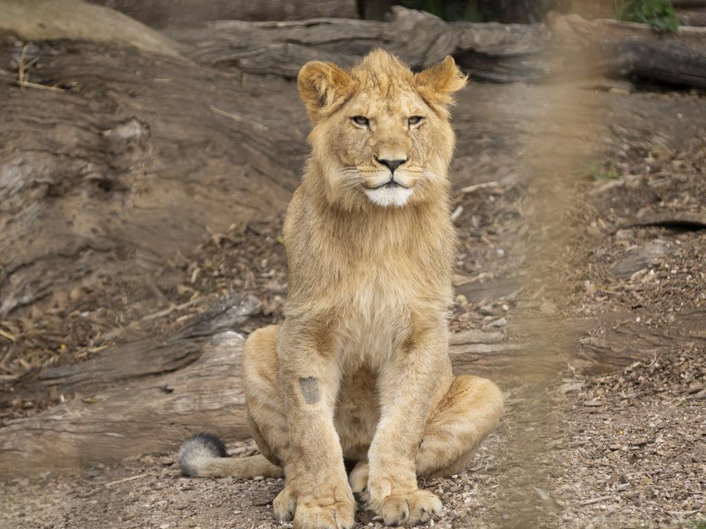 Patiently waiting for his ‘awkward teenage phase’ to pass. Picture: Jo Howell