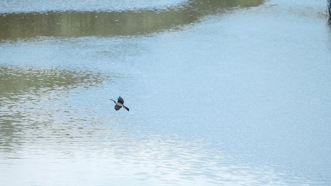 A major sewerage leak has occurred on the Albert River. Picture: Glenn Campbell