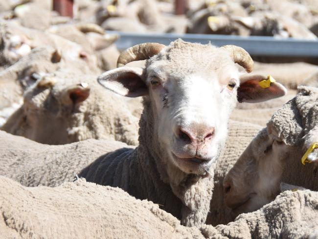 Police to tackle livestock theft after $7m worth of stock stolen