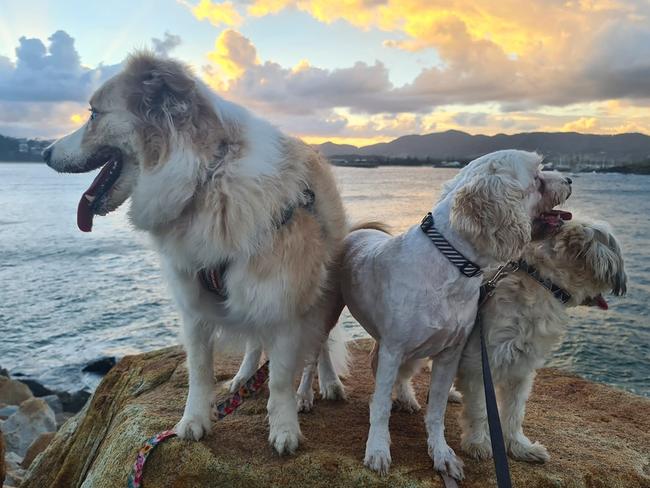 Thanks to Laura Kennedy for this shot of dogs on a rock. Coffs cover image.