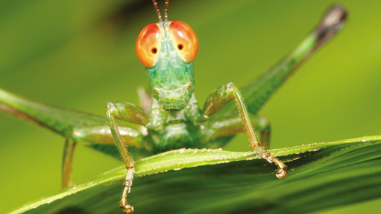 All eyes - A tiny Monkey Grasshopper (Biroella sp.) only 15 millimetres (1/2 inch) long, peeps over a leaf. Its huge eyes provide it with a great field of view, enabling it to see predators coming and take evasive action if required. This group of grasshoppers is found in jungles throughout the world. An image from the book, Minibeasts by Alan Henderson. Picture: Minibeasts/Alan Henderson Minibeasts, is available from www.exislpublishing,com and wherever incredible books are sold.