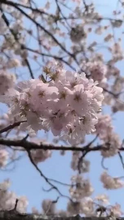 Cherry Blossoms Bloom to the Delight of Locals and Tourists Alike