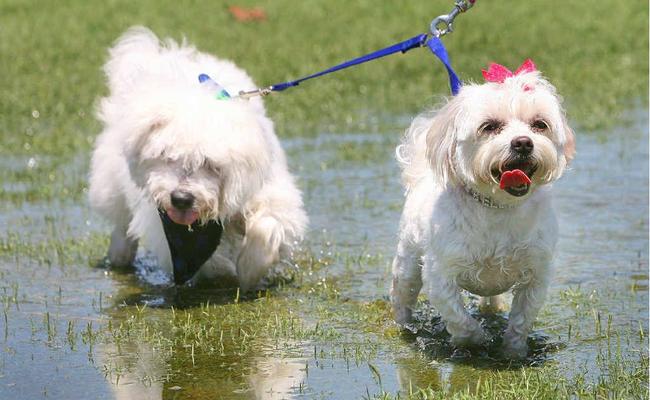 Digby and Bella cool off in a rain puddle during the Woofstock event held at Limestone Park on Sunday. Picture: Rob Williams