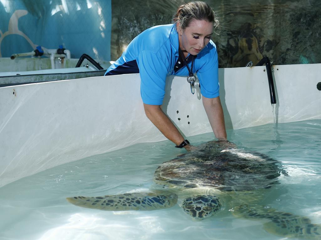 Fitzroy Island has created a new visitor experience which allows tourists to help at the island's Turtle Rehabilitation Centre, followed by a guided snorkel tour that surveys and collects data on the coral and creatures on the reef. Team leader at the Turtle Rehabilitation Centre Sera Steves completes daily physiotherapy on the rear fin of injured turtle Shelby. Picture: Brendan Radke