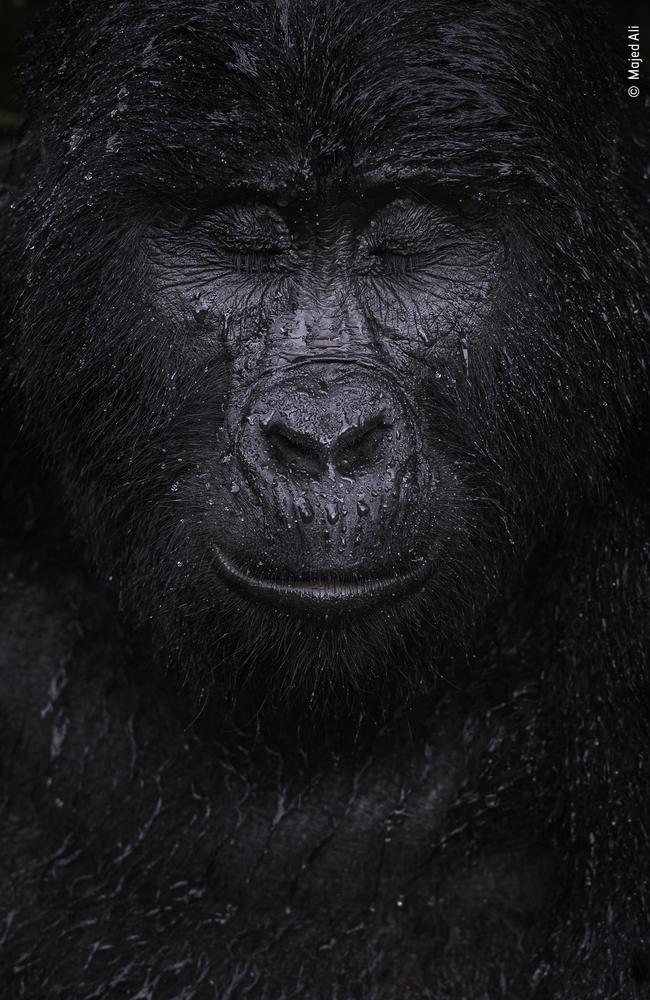 Reflection by Majed Ali, Kuwait Winner, Animal Portraits Majed Ali (Kuwait) glimpses the moment a mountain gorilla closes its eyes in the rain. Picture: Majed Ali/Wildlife Photographer of the Year