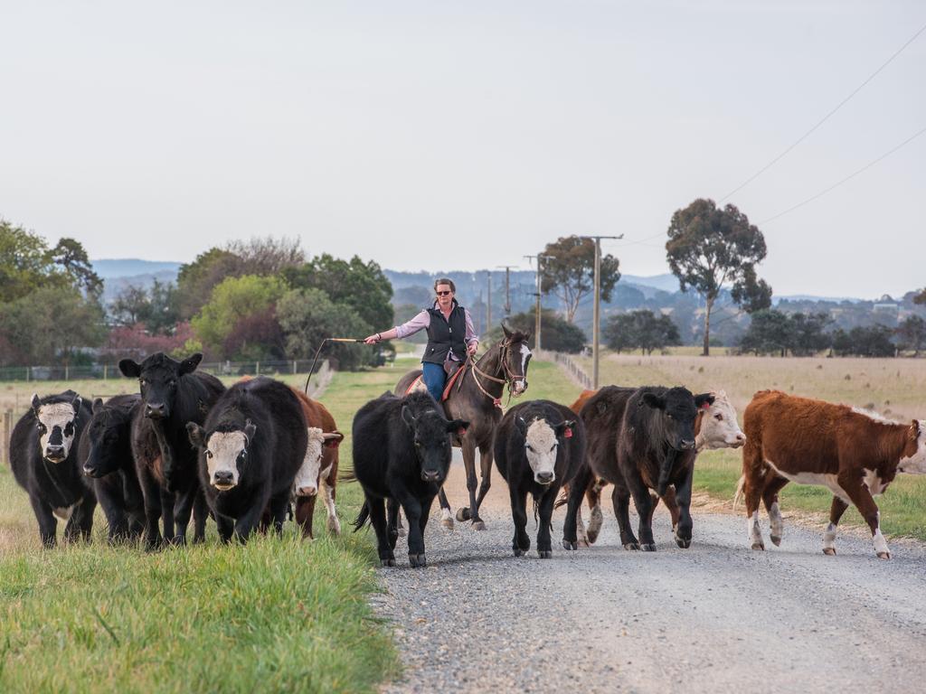 Leanne Jennings moving stock near her property. Picture: Laura Ferguson