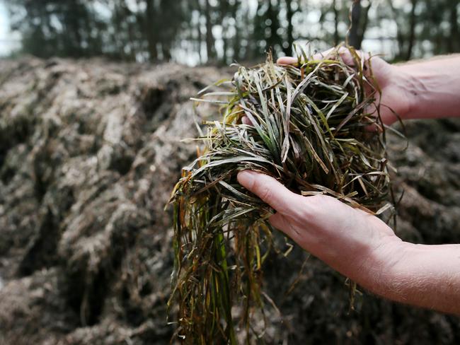 Rotting weed piled up on the shores of Tuggerah Lakes. Picture: Sue Graham