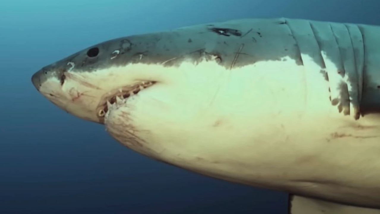 Underwater cinematographer Dean Spraakman captured footage of a battered looking shark off the coast of the Neptune Islands in South Australia. Picture: Sea Dragon Films