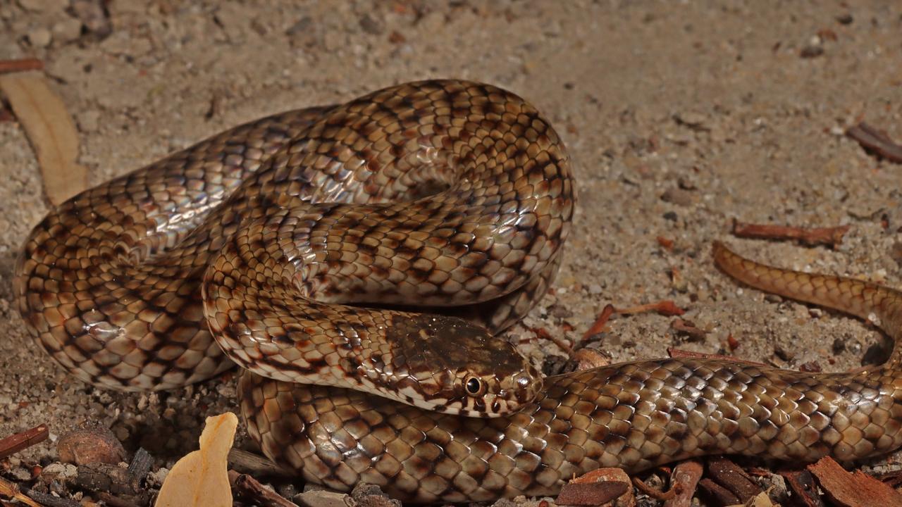 Critically-endangered venomous snake found in SA | The Advertiser