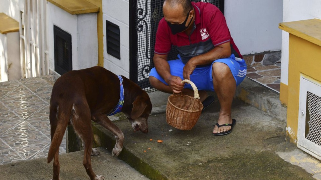 Eros eats carrots gifted to him by a man he recognises as "El Papito," a tip for bringing a basket of food from the El Porvenir mini-market in Medellin, Colombia. Picture: AP