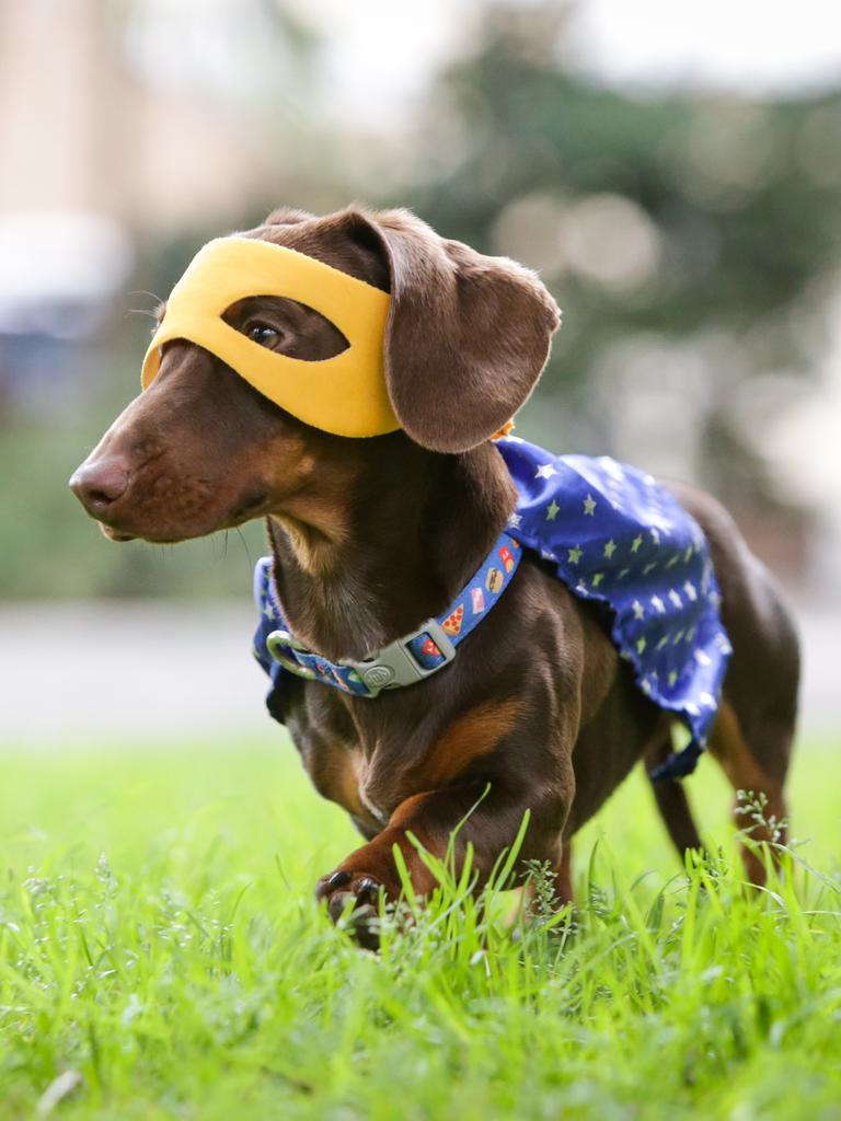 Sausage Dog Ninja Warrior heads back to the Gong Daily Telegraph
