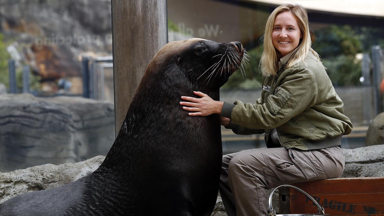 Taronga Zoo, wildlife parks and aquariums to reopen after COVID-19 ...