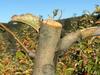 Farmers’ fury as apple trees savagely cut just before harvest