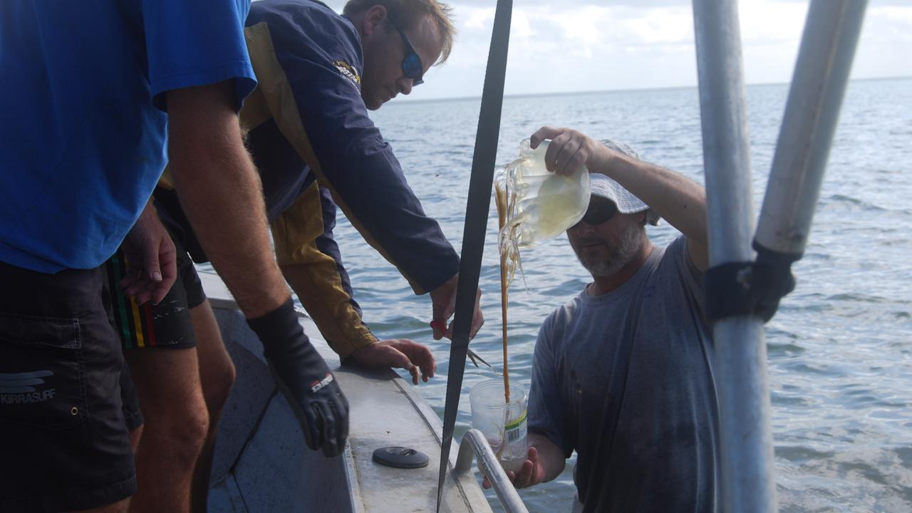 James Cook University Professor Jamie Seymour out sampling Big Box Jellyfish. Picture: Supplied.