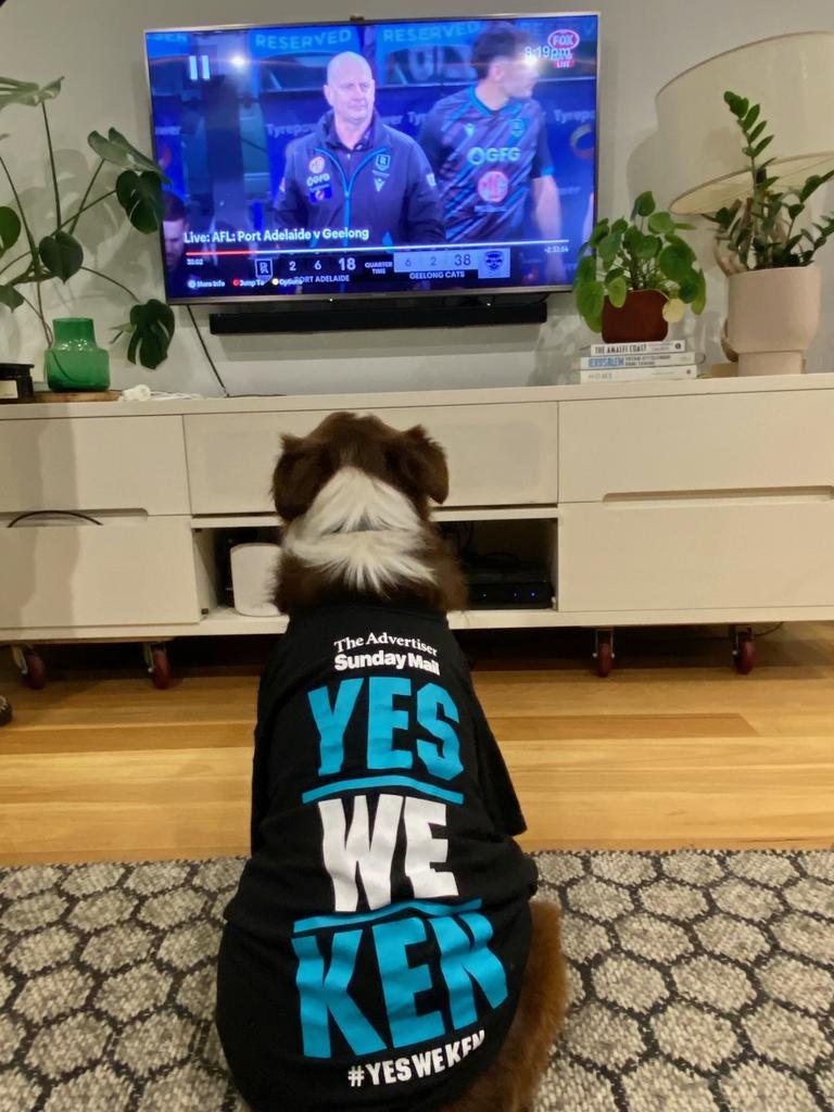 ‘Yes we Ken’ - dog Archie is keeping the faith. Picture: Supplied